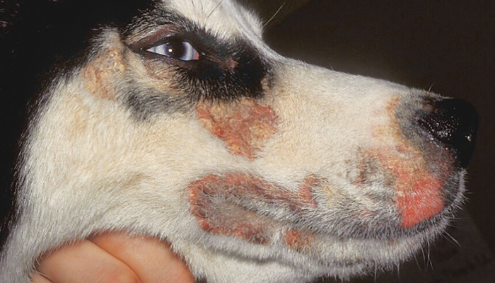 Dog Whisker Infections