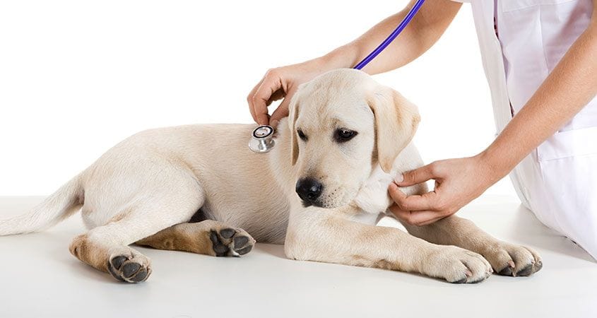 Treating Vomiting in Dogs