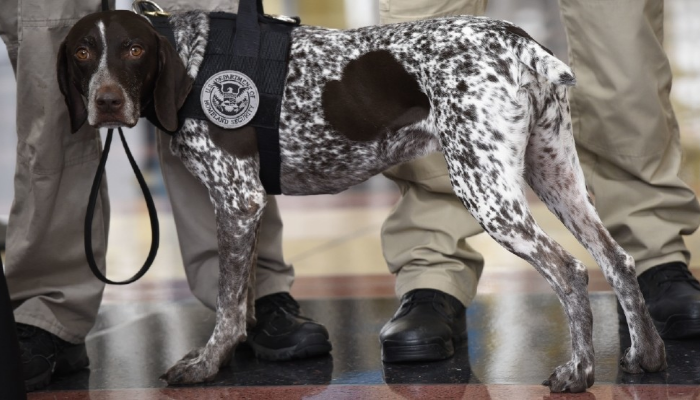 German Shorthaired Pointer police dog