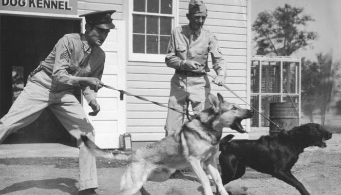 Top 10 Best Police Dogs History, Types, Retired Police Dogs and more! Dog Breed Information