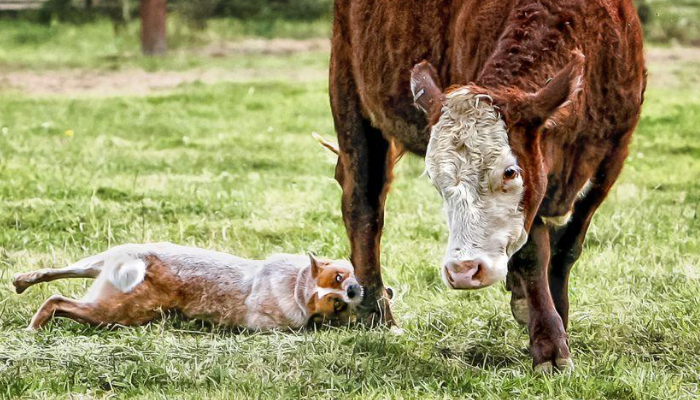 Australian Cattle Dogs With Cow