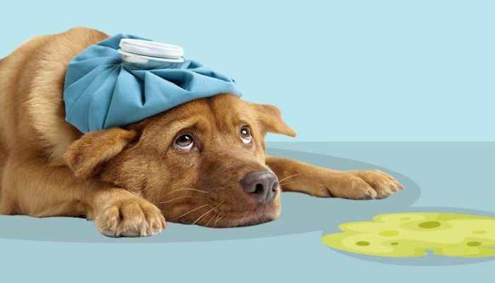 Dog Eye Discharge – Home Remedy