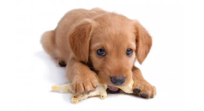 Why A Puppy Feeding Guide Is Essential