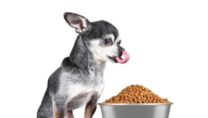 Puppy Feeding Guide for Small Breed Puppies