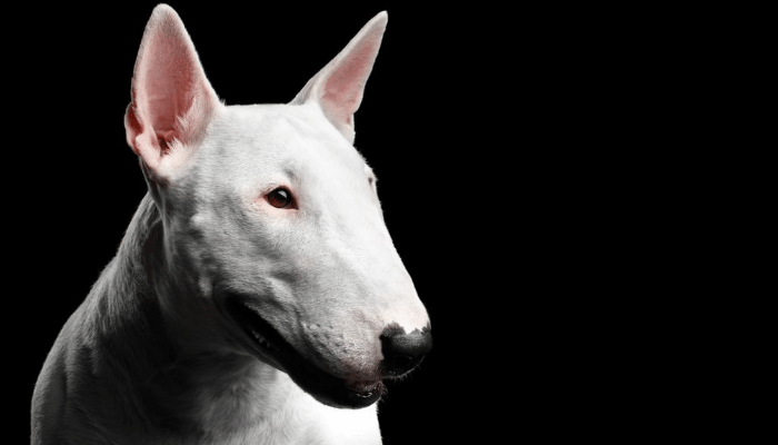 About Bull Terriers