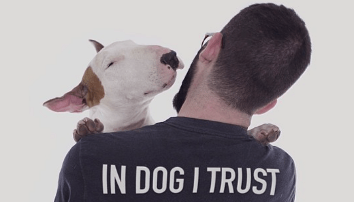 Parenting Guide & Care Bull Terriers