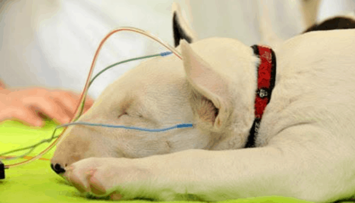 Health and Vaccination Bull Terriers