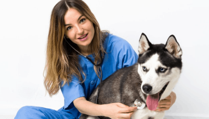 Health and Vaccination of huskies