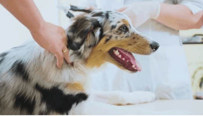 Health and Vaccinations for Australian Shepherds