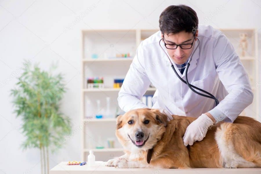 Health And Vaccination of golden retriever