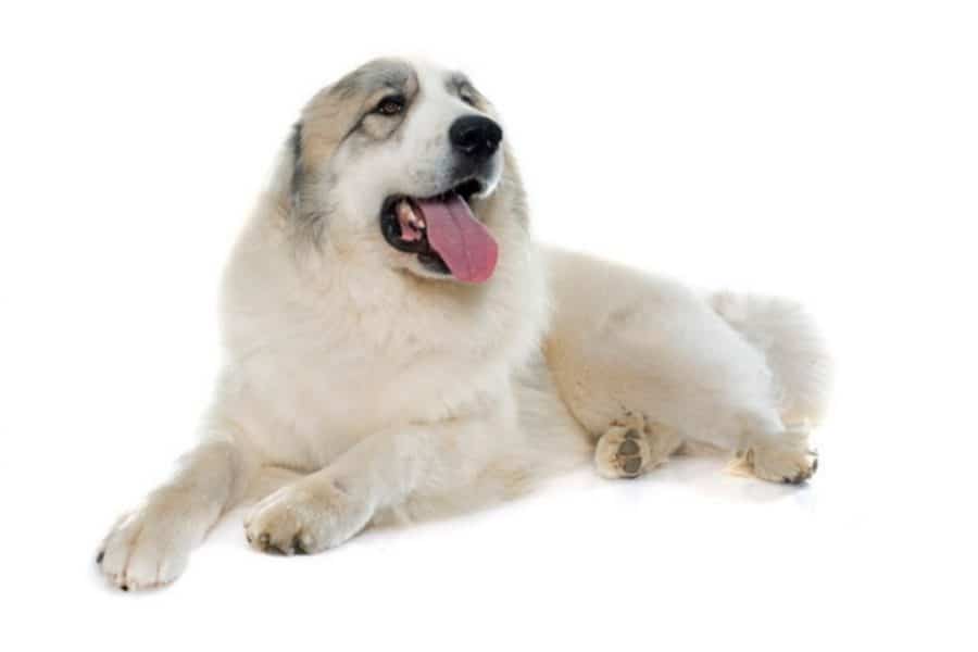 Great Pyrenees White Backgroung