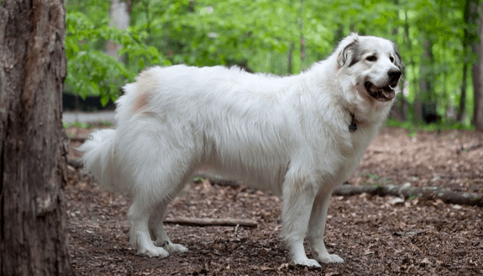 great pyrenees apartment