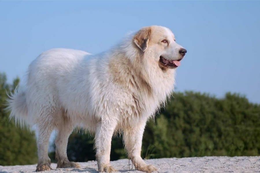 Great Pyrenees Dog