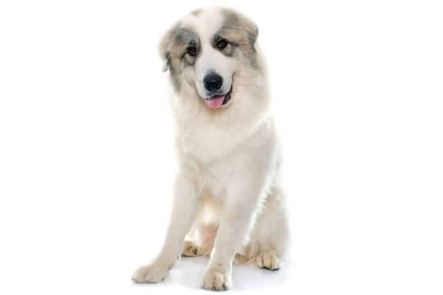 Great Pyrenees White Background