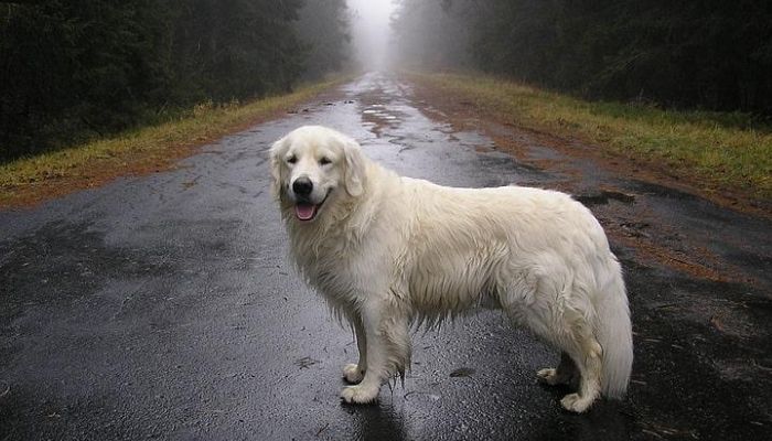 Great Pyrenees on Road