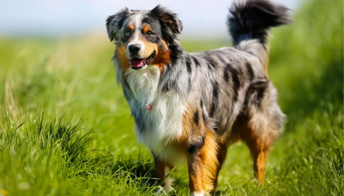 About border collie