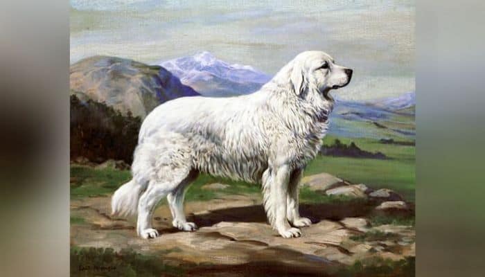 Great Pyrenees History