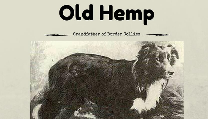 history of border collie