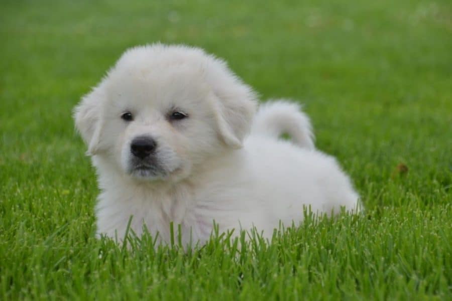 Great Pyrenees Puppy on Grass