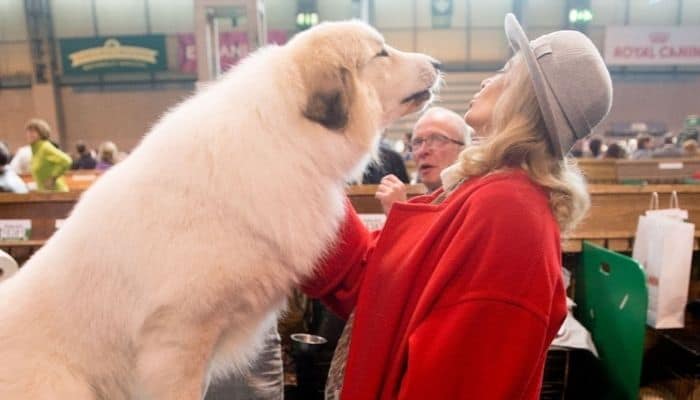 Great Pyrenees Parenting Guide