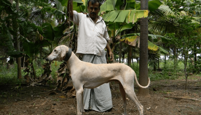 Chippiparai dog with its trainer