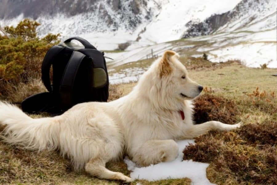 Great Pyrenees Dog on Mountain