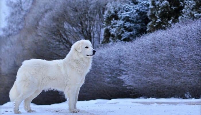 Great Pyrenees Personality