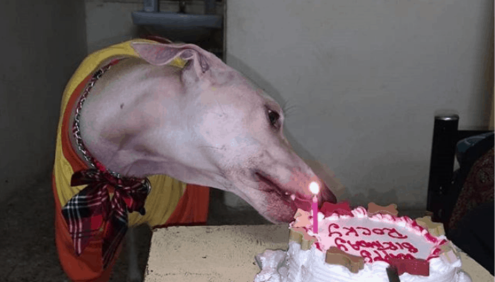 Chippiparai dog eating cake