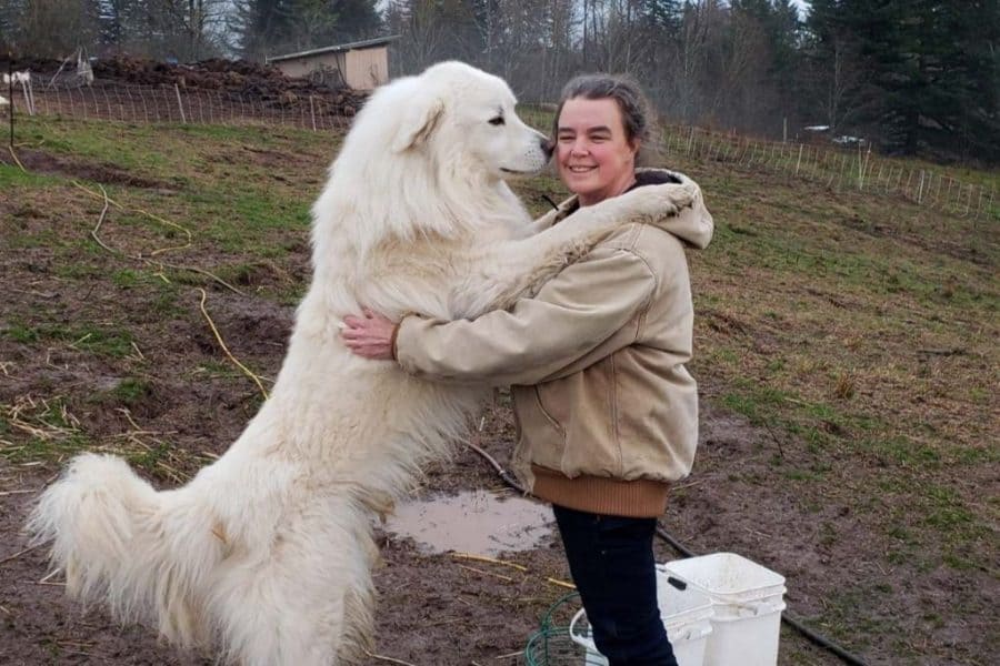 Great Pyrenees with a woman