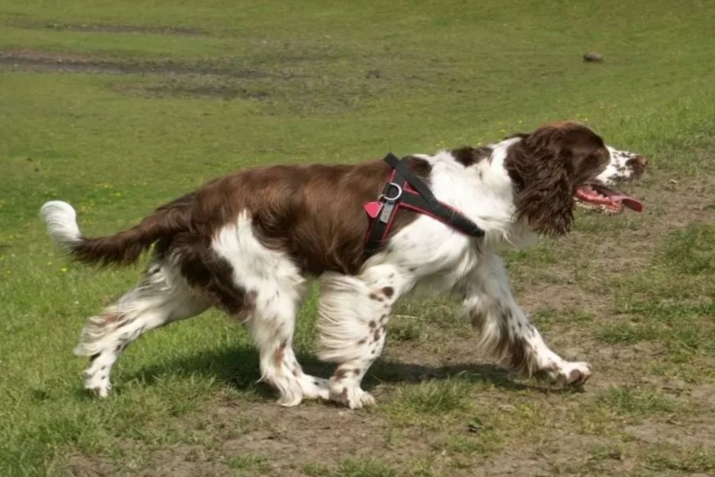 English Springer Spaniel Facts