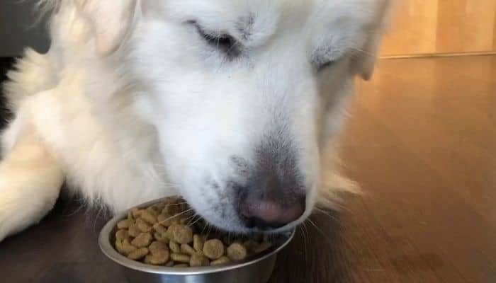 Great Pyrenees eating