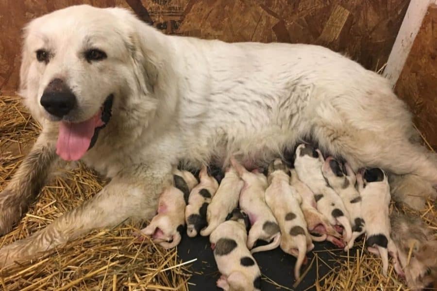 Great Pyrenees dog litter
