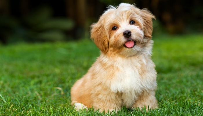 about Havanese
