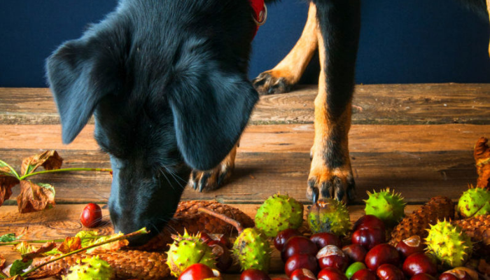 acorn toxic food for dogs