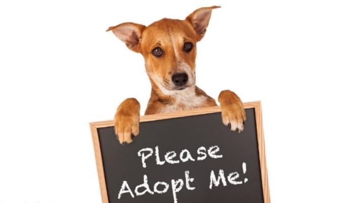 Dog Adoption and Costs