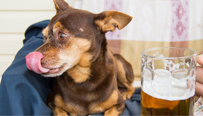 dog and alcohol 