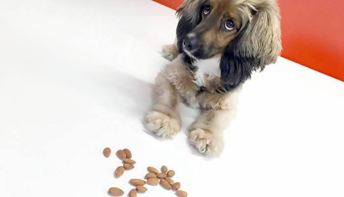 dog and almonds