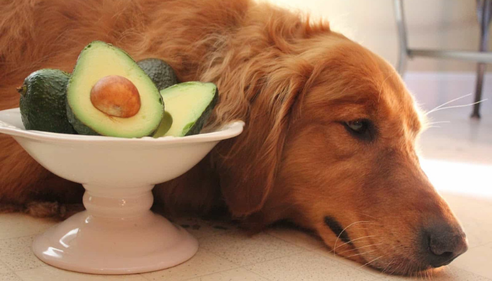 avocado toxic food for dogs
