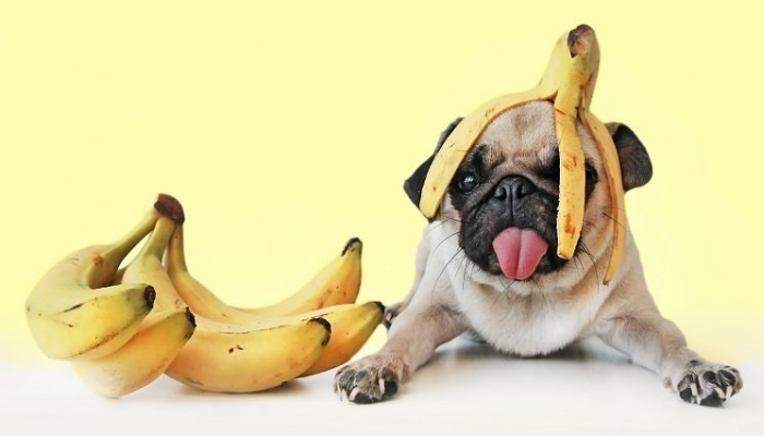 banana peels for dogs