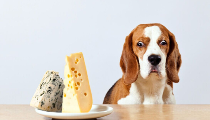 blue cheese toxic for dog