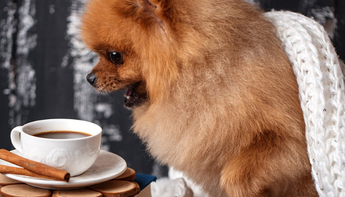 coffee and tea for dogs