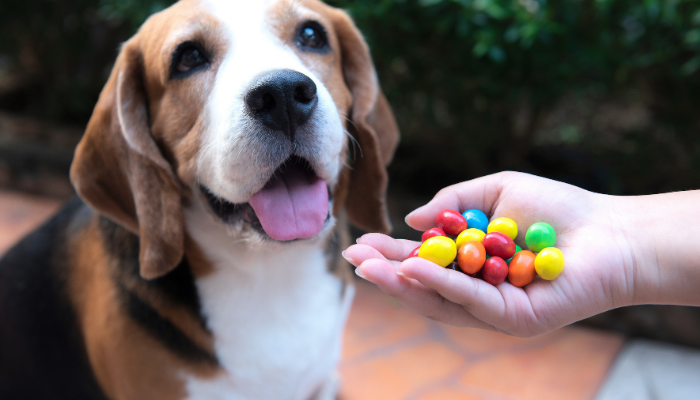 confectionery harmful food for dogs