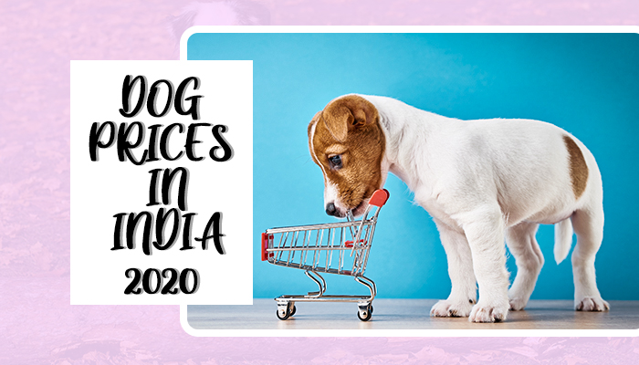 which is the cheapest dog breed in india