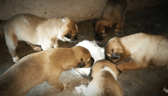Combai puppy eating
