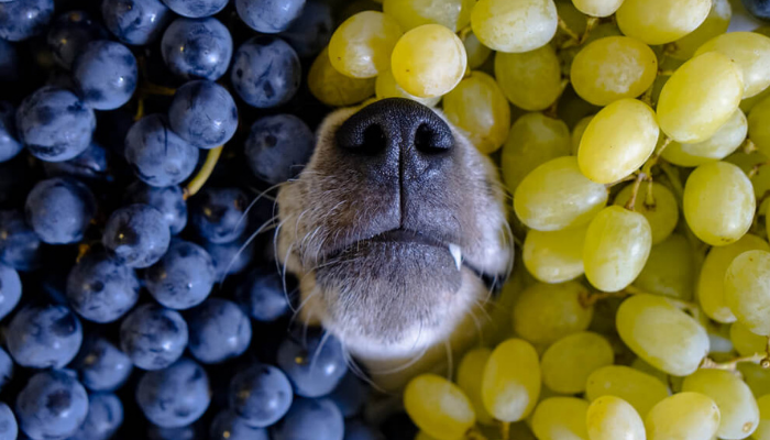 can dogs eat grapes?
