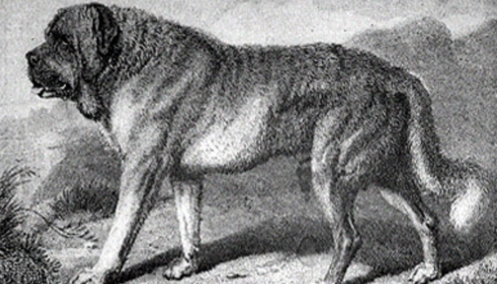 English mastiff History 