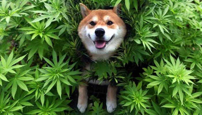 marijuana for dogs