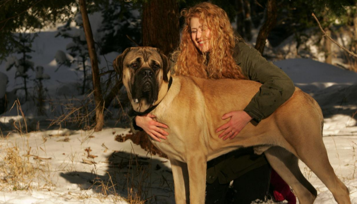 English mastiff care