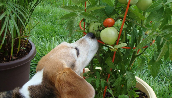 tomato Toxic fruit for dogs 