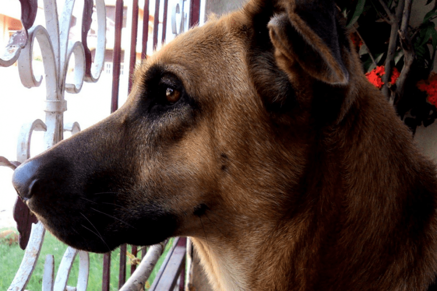 Combai dog staring at the window